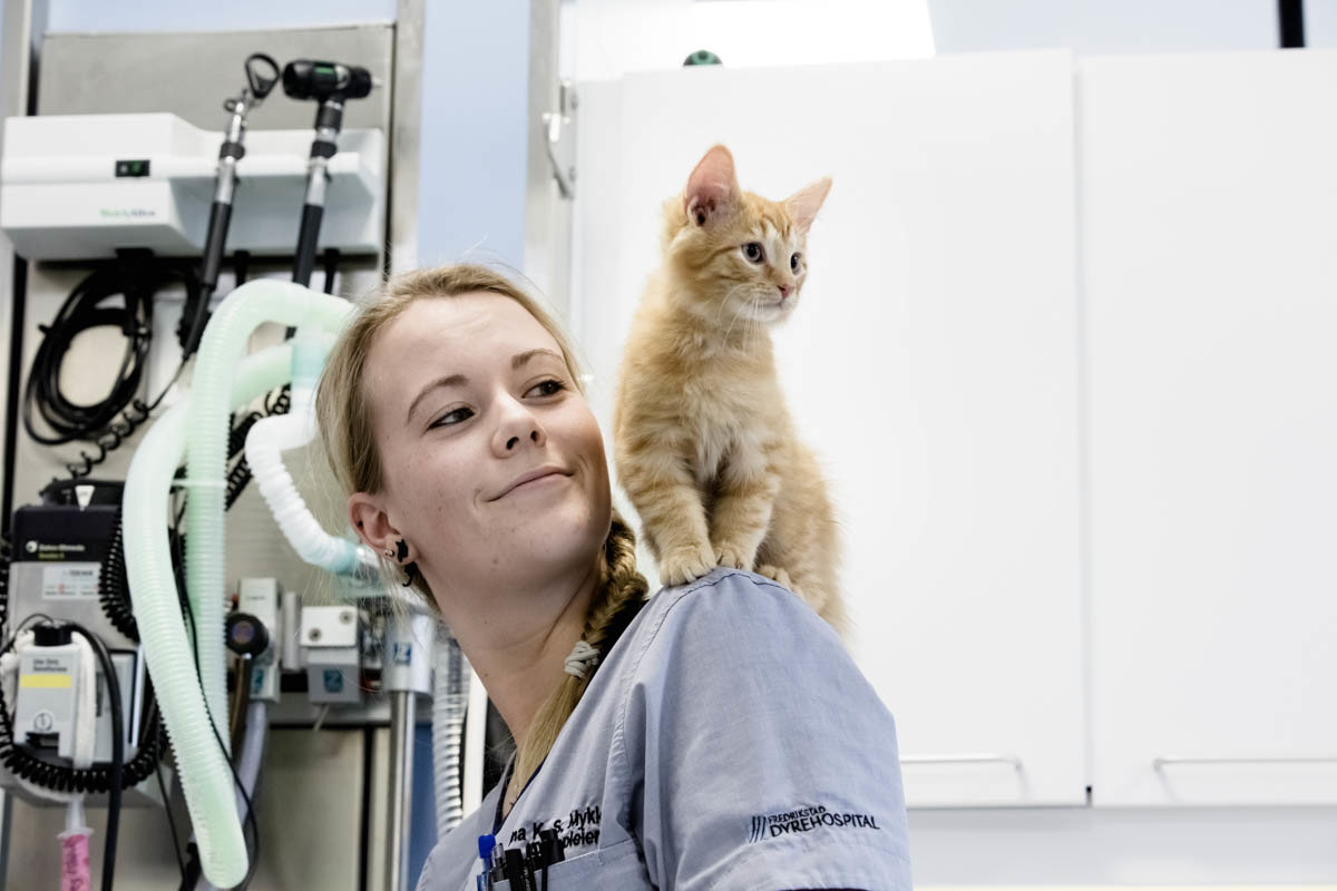 Behandling av katt på Fredrikstad Dyrehospital